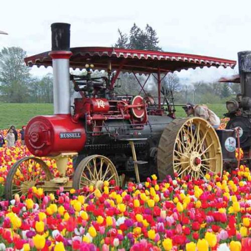 Spring Beauty at Wooden Shoe Tulip Farm